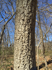 Phellodendron amurense