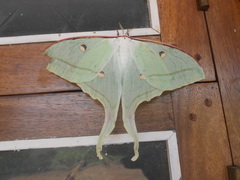 Actias selene