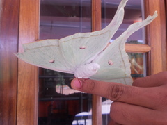 Actias selene