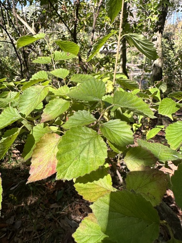 Image of Viburnum alabamense by (c) Matt Berger, some rights reserved (CC BY)