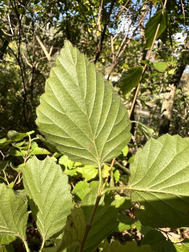 Image of Viburnum alabamense by (c) Matt Berger, some rights reserved (CC BY)