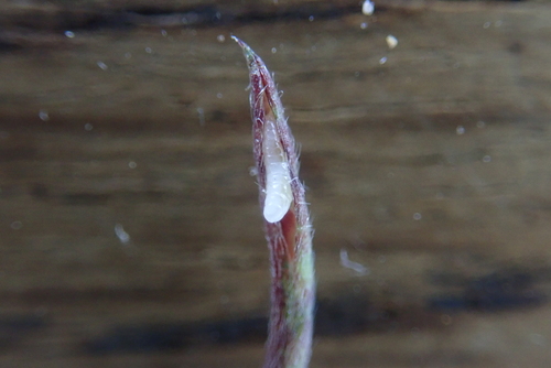 Macrolabis vicicola