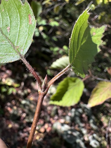 Image of Viburnum alabamense by (c) Matt Berger, some rights reserved (CC BY)