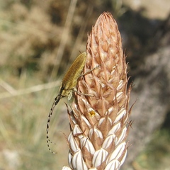 Agapanthia asphodeli