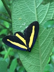 Crocomela erectistria