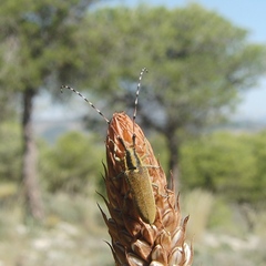 Agapanthia asphodeli