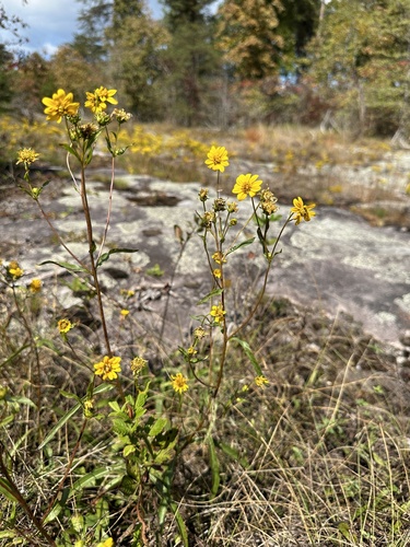 Image of Helianthus longifolius by (c) Matt Berger, some rights reserved (CC BY)