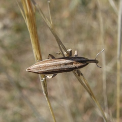 Lixus anguinus