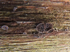 Resupinatus trichotis