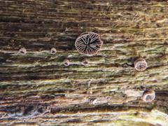 Resupinatus trichotis