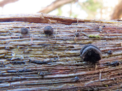 Resupinatus trichotis