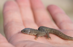 Xantusia vigilis