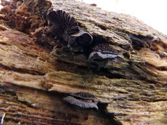 Resupinatus trichotis