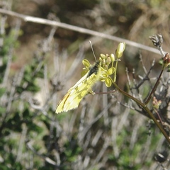 Anthocharis euphenoides