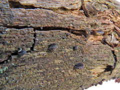 Resupinatus trichotis