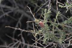 Asphondylia atriplicis