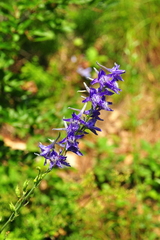 Delphinium fissum