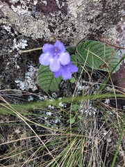Streptocarpus caeruleus