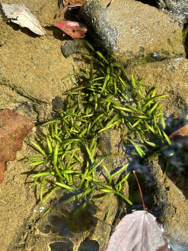 Kral's water plantain (Sagittaria secundifolia)