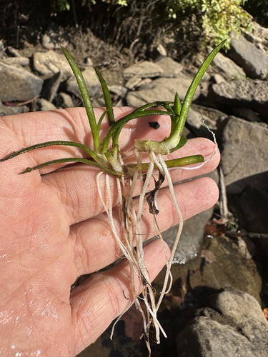 Image of Sagittaria secundifolia by (c) Matt Berger, some rights reserved (CC BY)