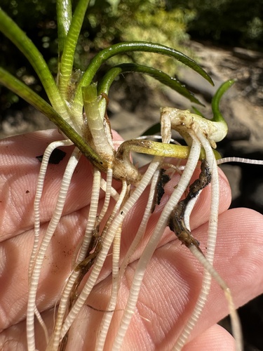 Image of Sagittaria secundifolia by (c) Matt Berger, some rights reserved (CC BY)