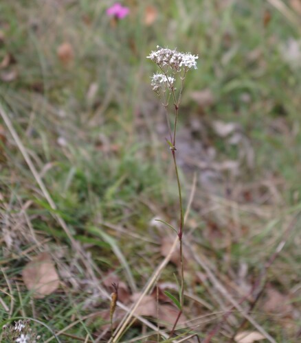 Gypsophila fastigiata (Gypsophila fastigiata)