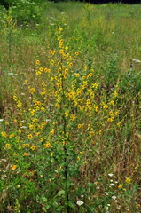Verbascum pyramidatum