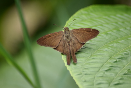 Brown Longtail