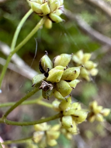 Image of Trautvetteria applanata by (c) Matt Berger, some rights reserved (CC BY)