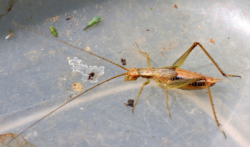 Cape Thermometer Cricket photo 5
