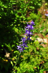 Delphinium fissum