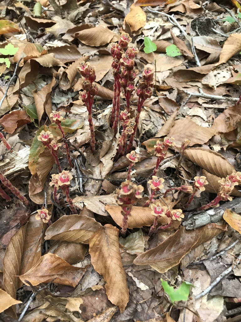 Pinesap from laurel bowie rd bowie md us on october 6 2023 at 02 09