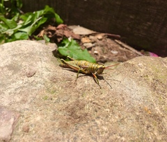 Agesander ruficornis