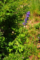 Delphinium fissum