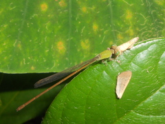 Ceriagrion