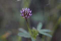 Trifolium ciliolatum