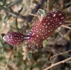 Asphondylia atriplicis