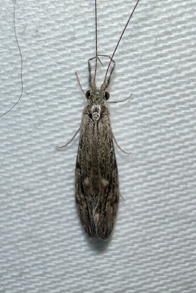 Ashy Long-horned Caddisfly