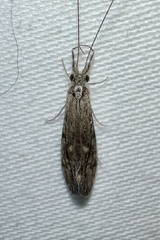 Ashy Long-horned Caddisfly