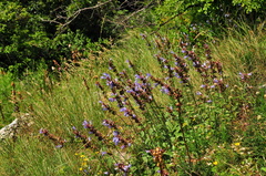 Salvia tomentosa