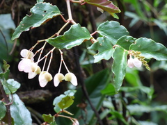 Begonia radicans