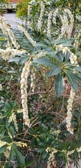Pieris
