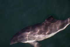 Phocoena phocoena phocoena