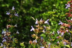 Salvia tomentosa