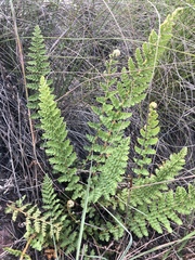 Cheilanthes hirta hirta