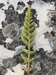 Cheilanthes hirta hirta