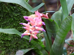 Billbergia euphemiae