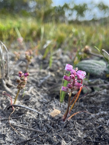 Image of Lachenalia magentea by (c) Charleen Brunke, some rights reserved (CC BY)