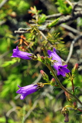 Campanula sibirica taurica