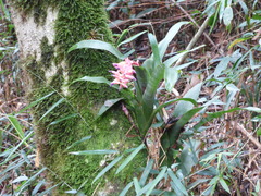 Billbergia euphemiae
